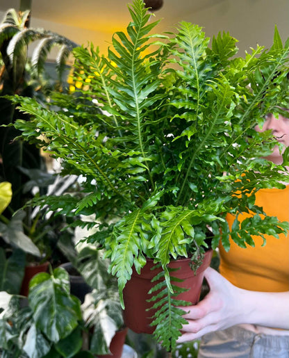 Blechnum Gibbum 'Silver Lady' treefern