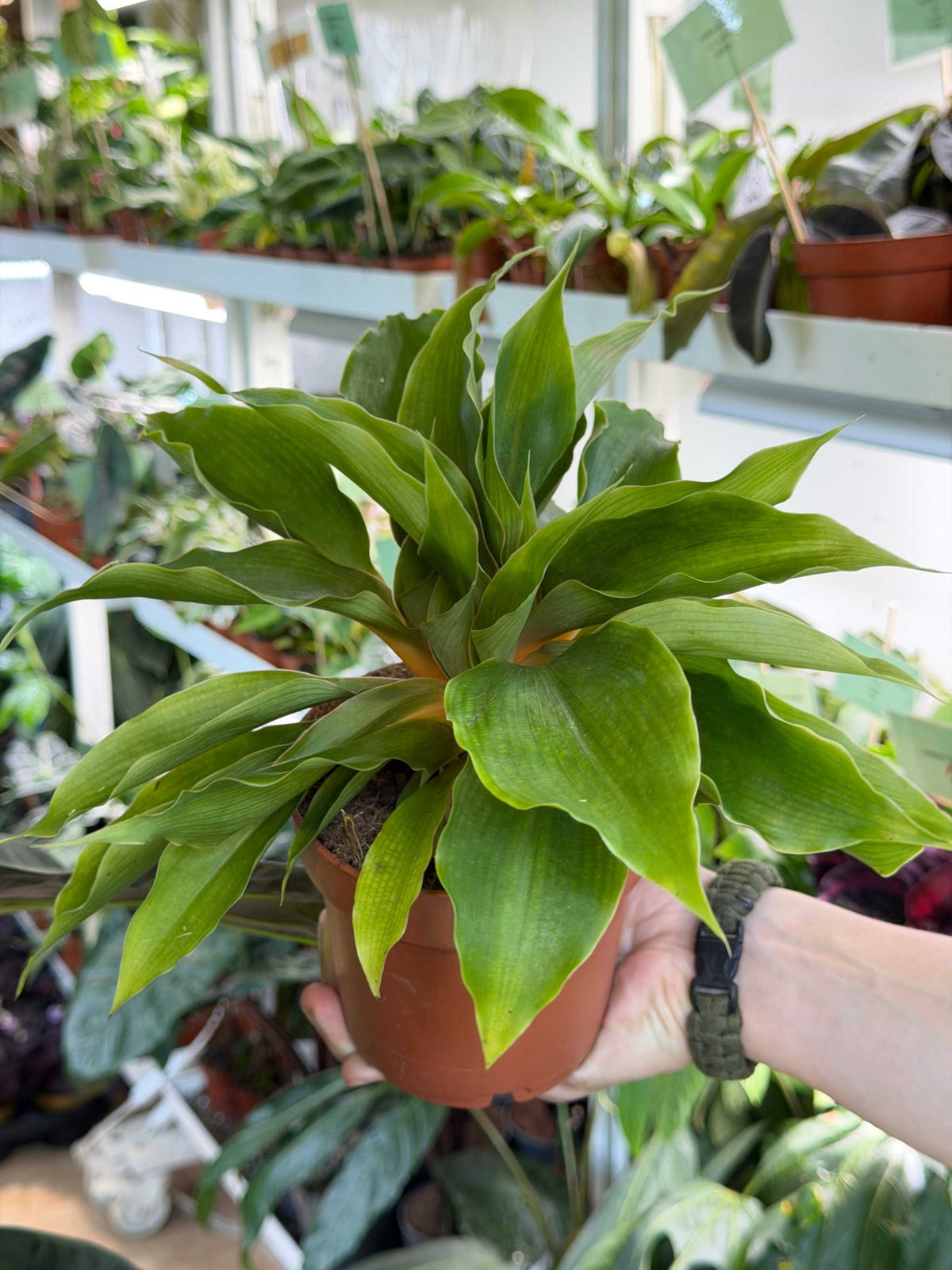 Chlorophytum orchidastrum 'Kamerunlilja'