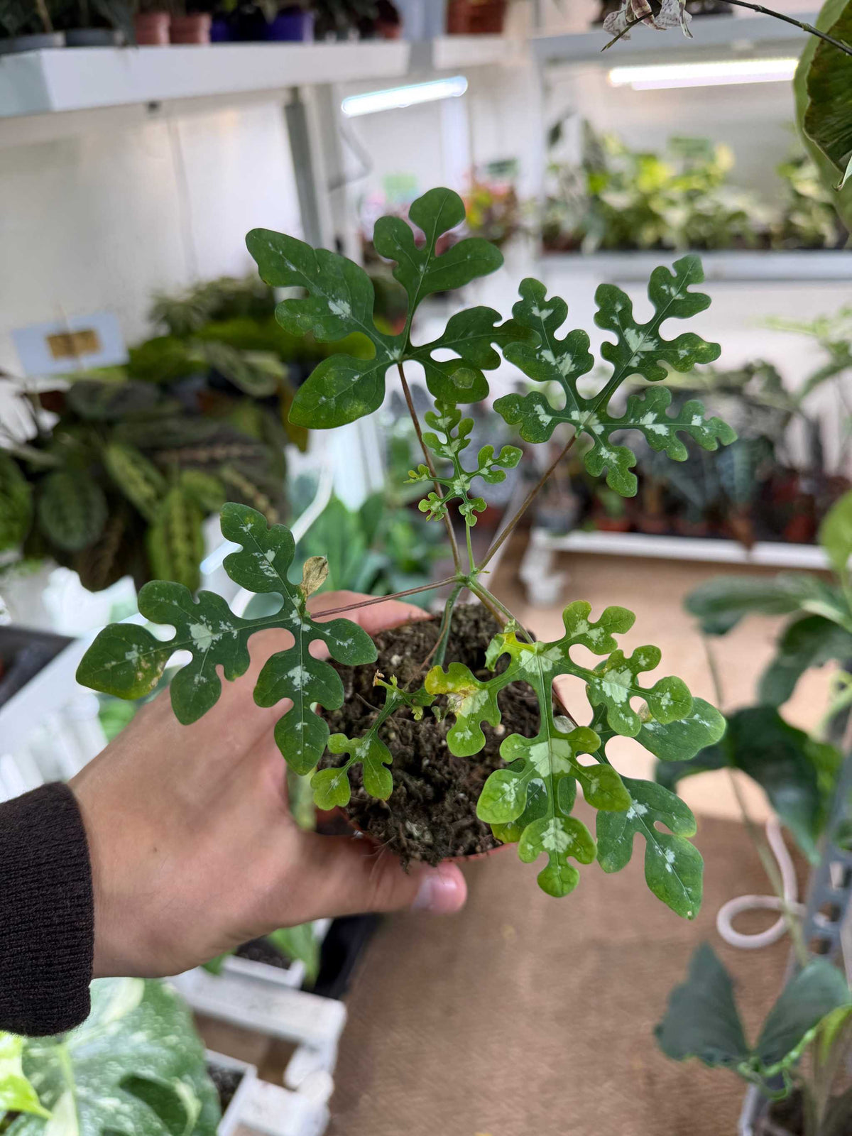 Adenia perrieri