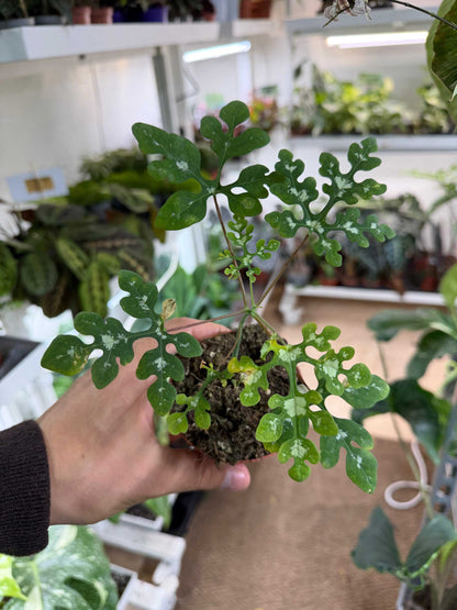Adenia perrieri