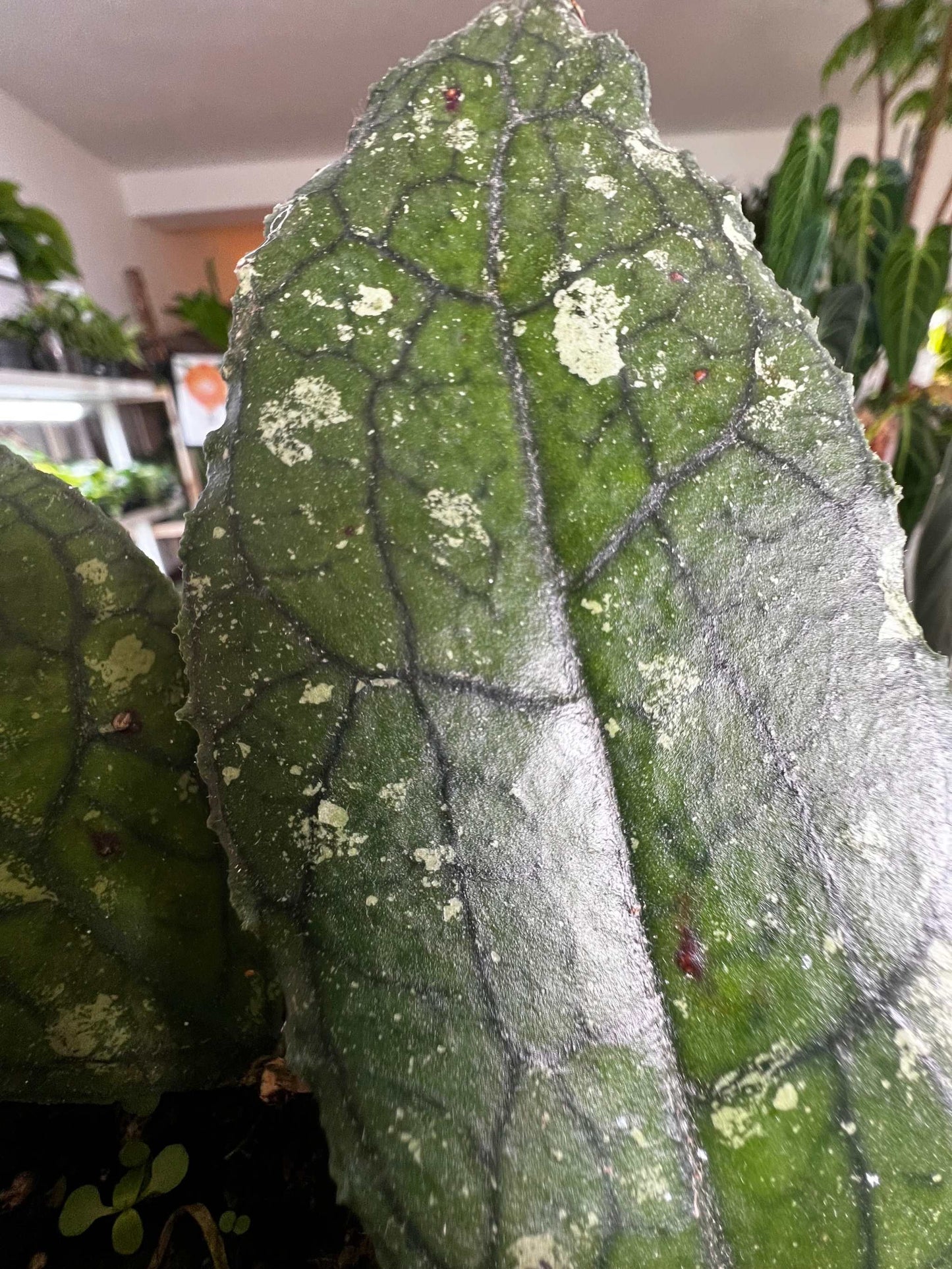 Hoya aff. clemensiorum