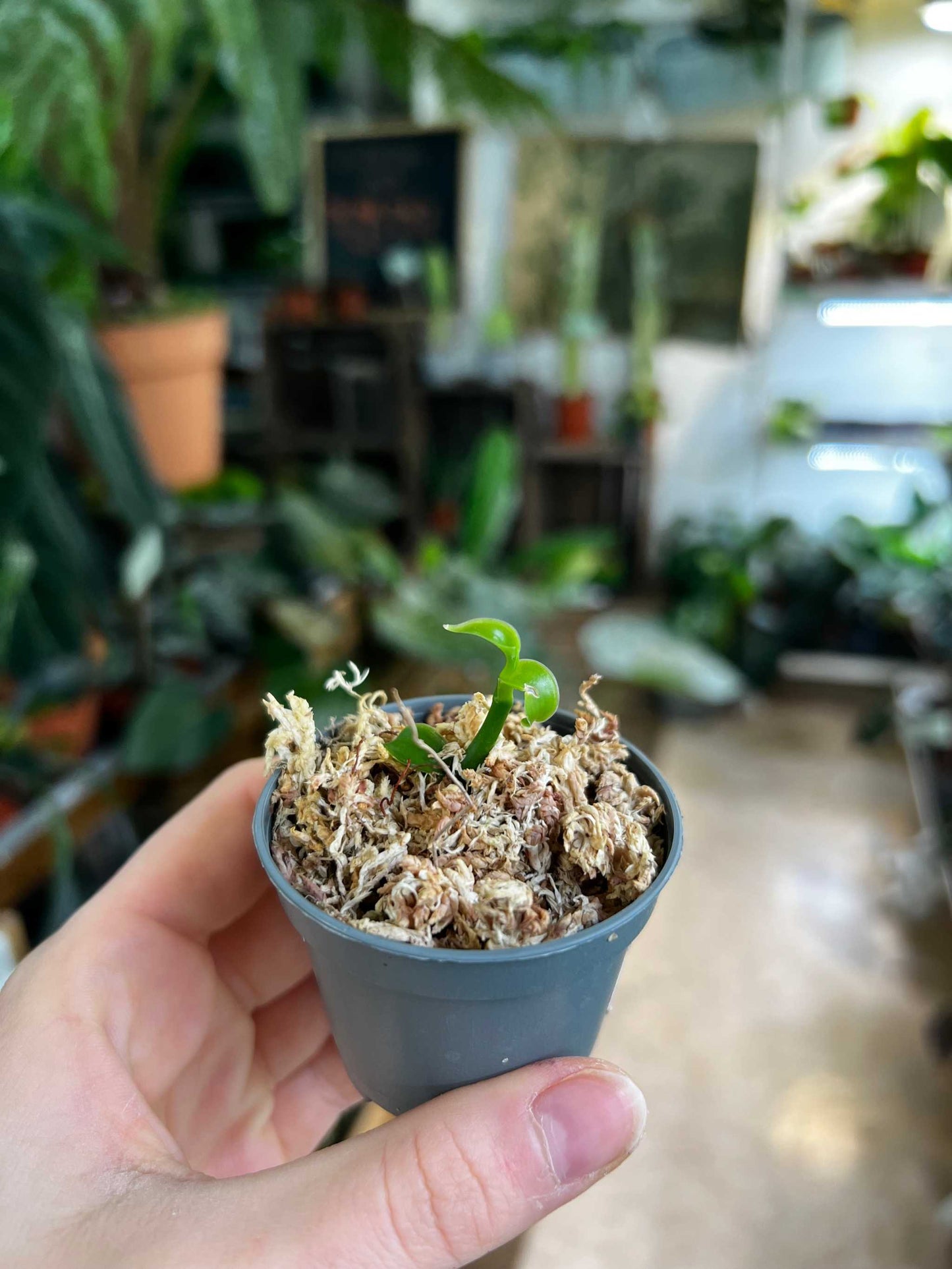 Vaniljorkidé 'Vanilla planifolia'