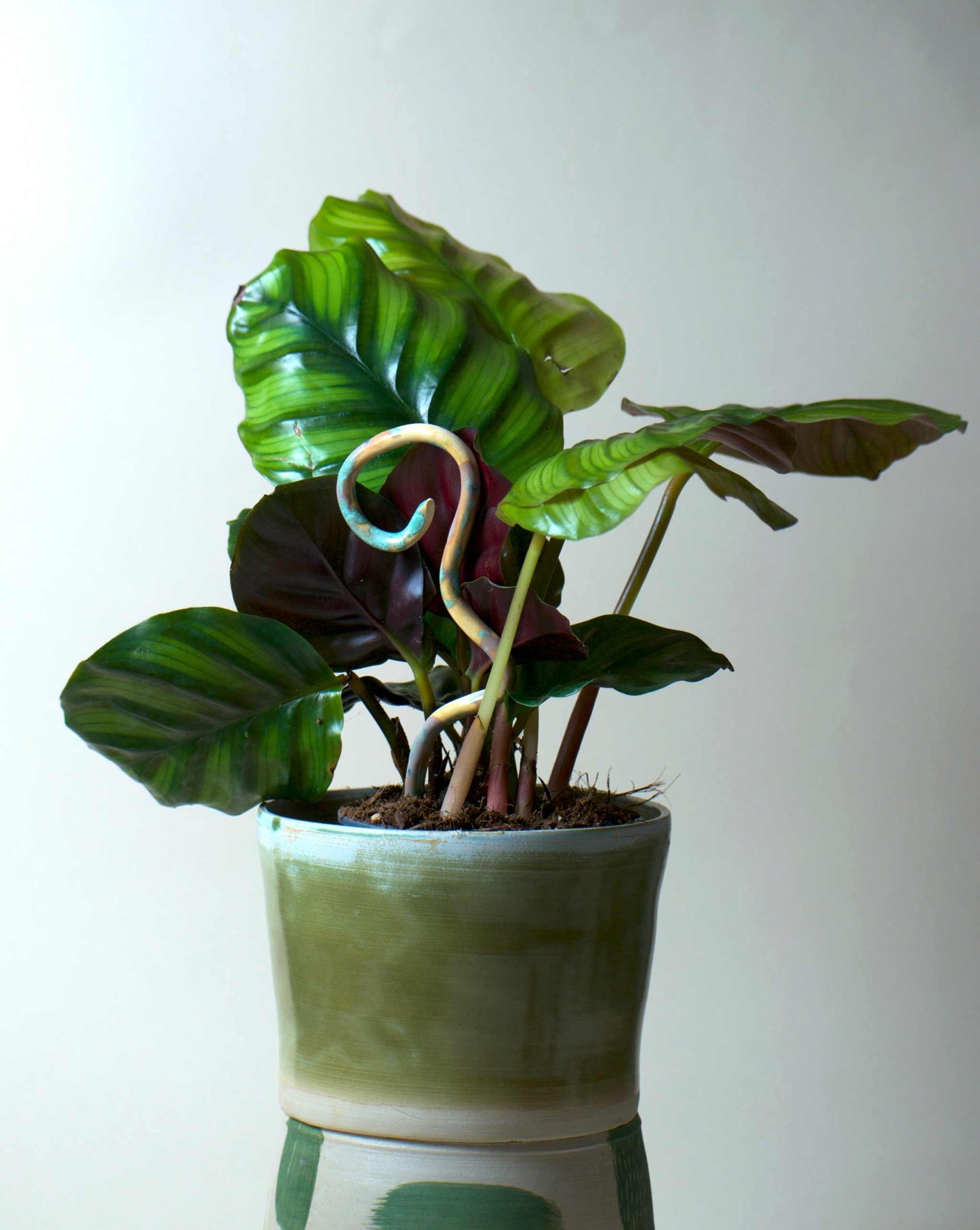 Calathea fasciata