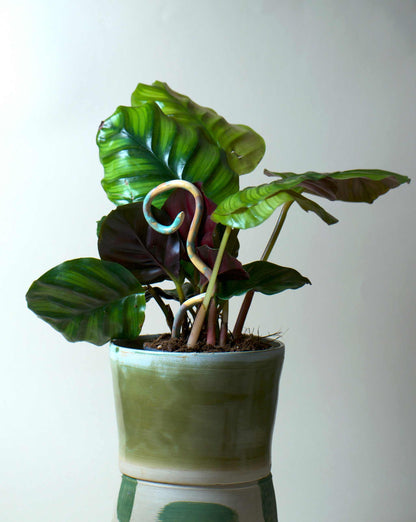 Calathea fasciata