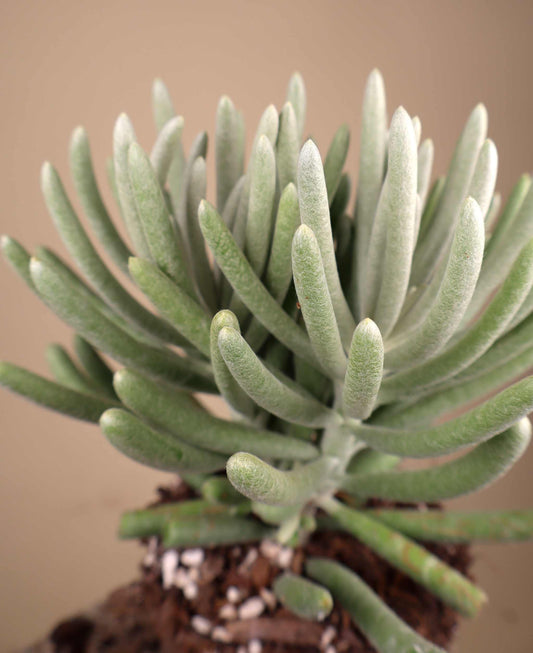 Caputia scaposa 'Mountaingrass'
