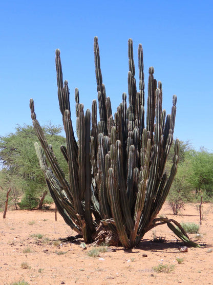 Cereus jamacaru (utan taggar)