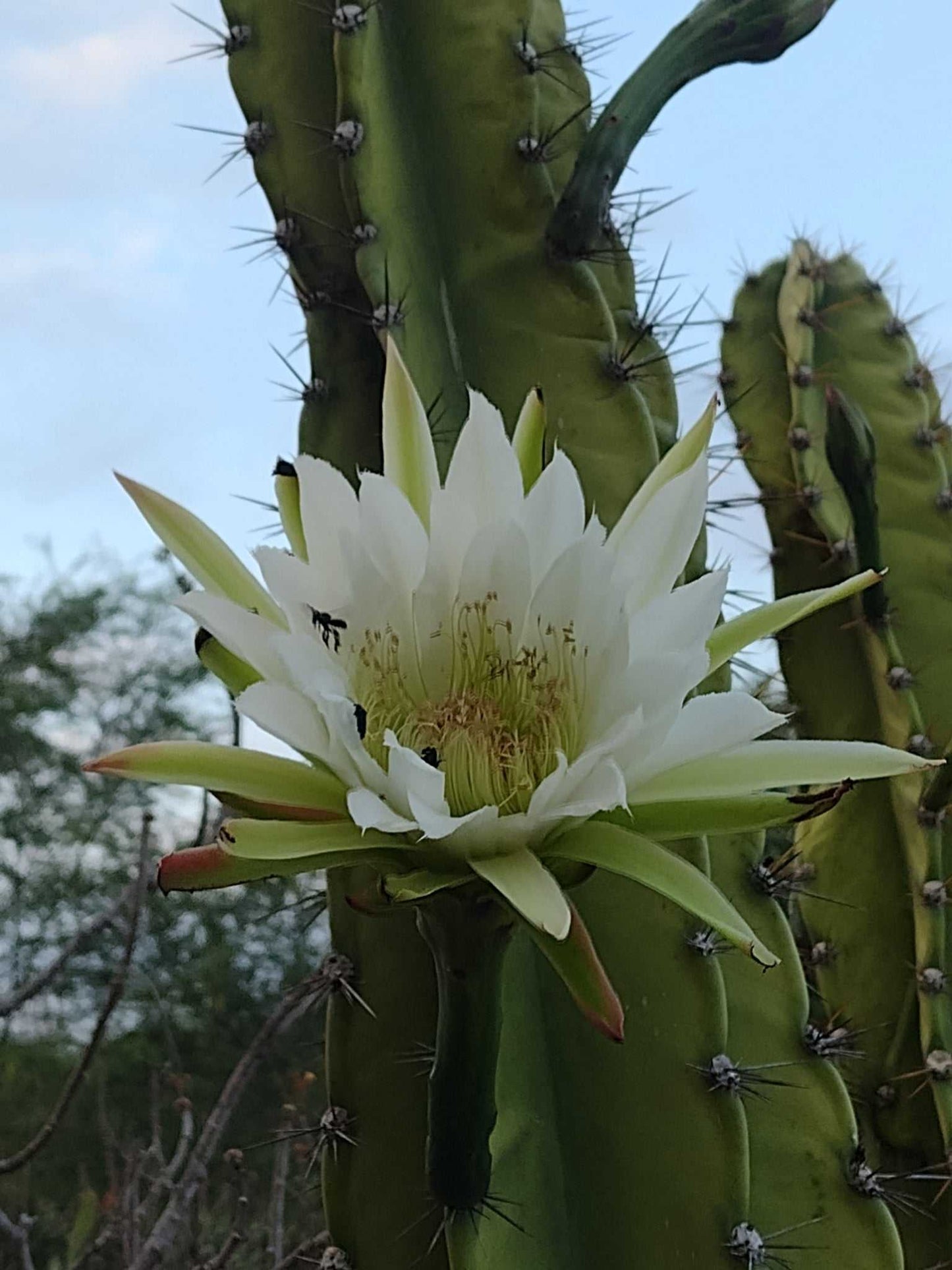 Cereus jamacaru (utan taggar)
