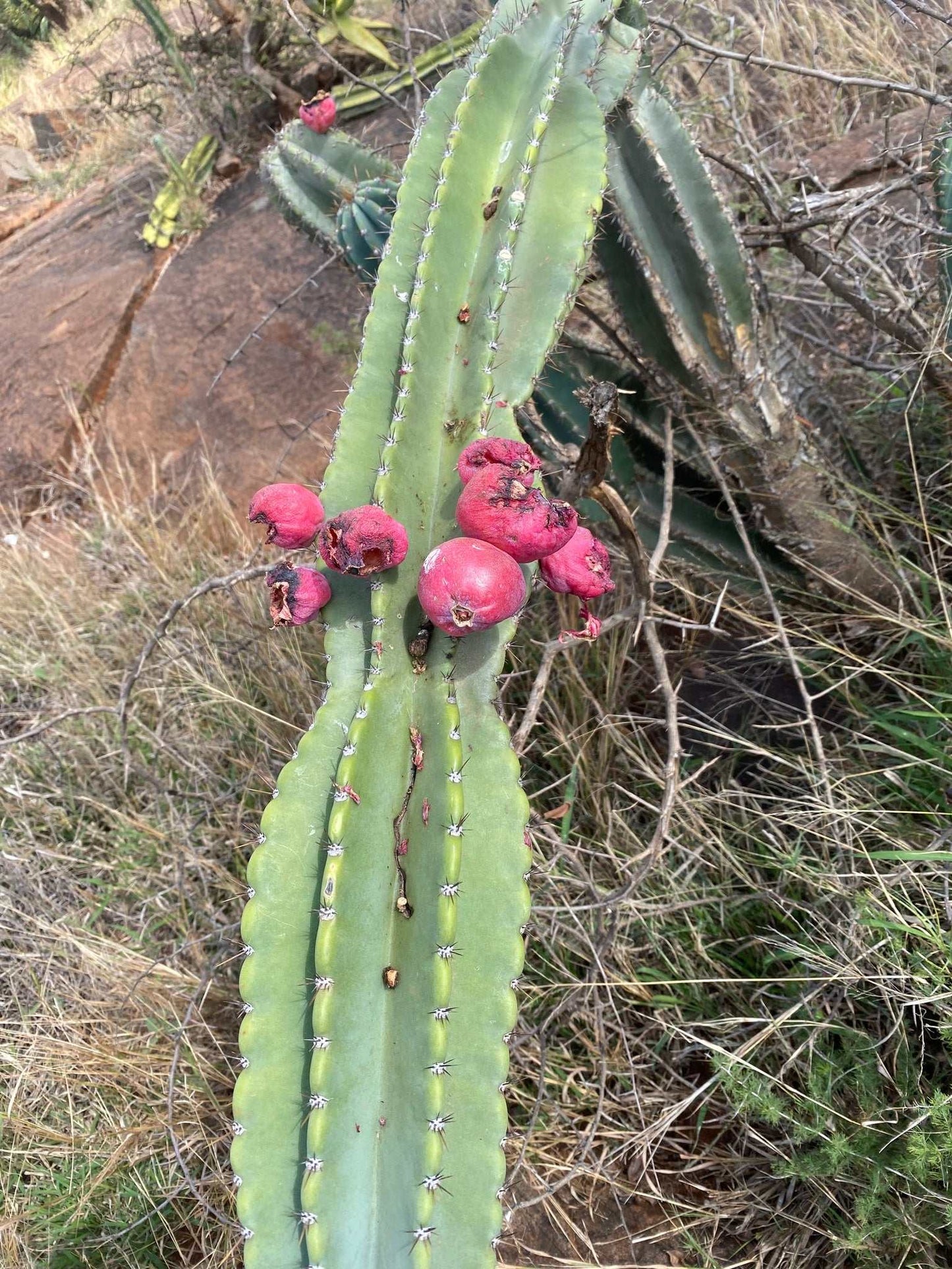 Cereus jamacaru (utan taggar)