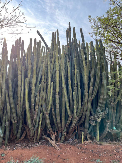 Cereus jamacaru (utan taggar)