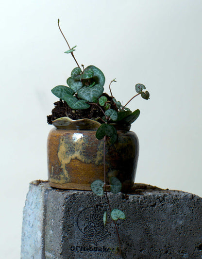 Leuchterblume 'Ceropegia Woodii Variegata' 