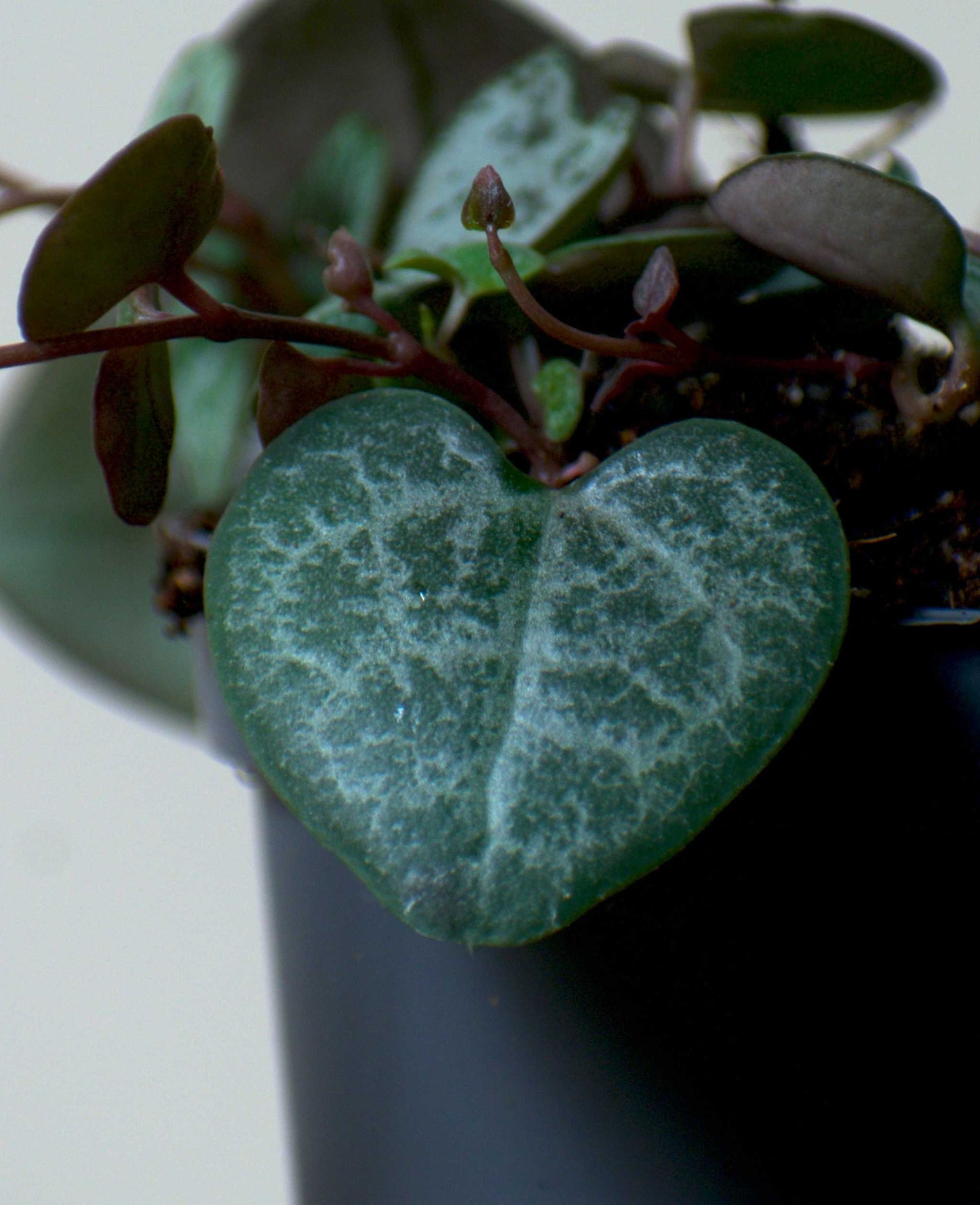 Leuchterblume 'Ceropegia Woodii Variegata' 