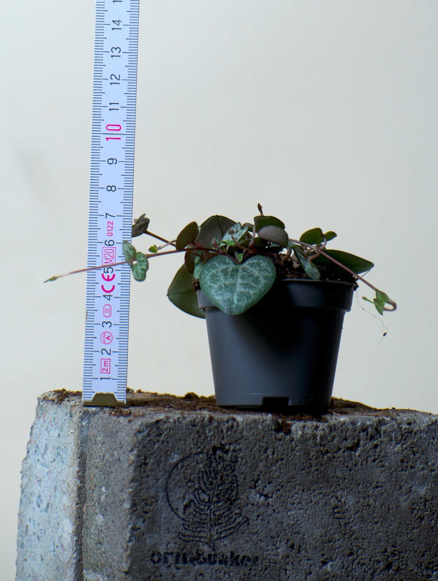 Leuchterblume 'Ceropegia Woodii Variegata' 