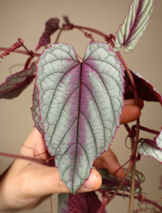 Cissus discolor 'Floramagic Violet'