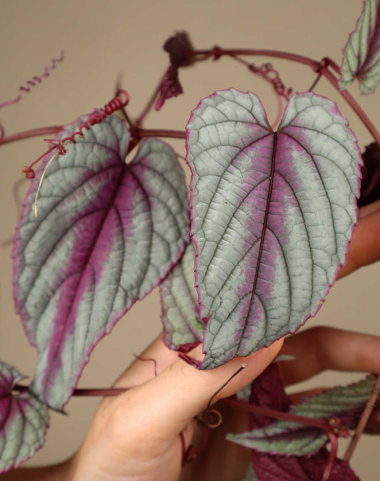 Cissus discolor 'Floramagic Violet'
