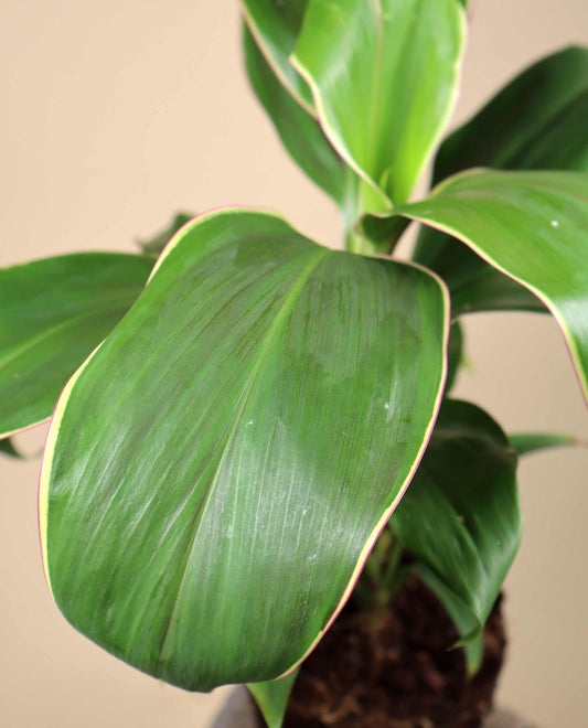 Cordyline fruticosa ‘Marshmallow Queen’ | Bloddracena