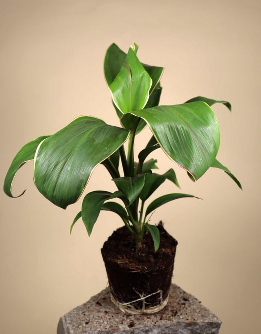 Cordyline fruticosa ‘Marshmallow Queen’ | Bloddracena