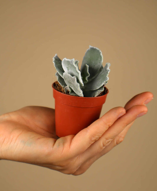 Cotyledon undulata