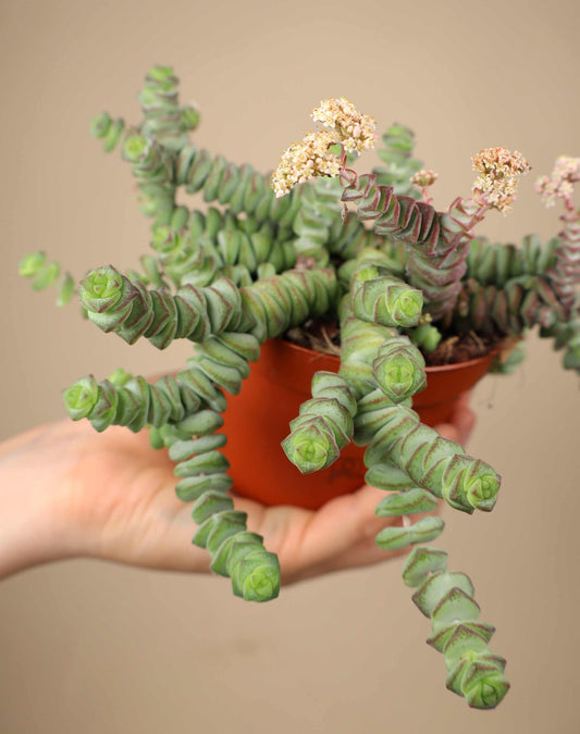Crassula rupestris subsp. marnieriana