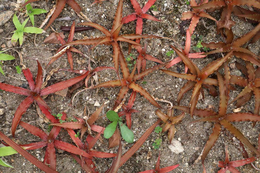 Cryptanthus bivittatus 'Red star'
