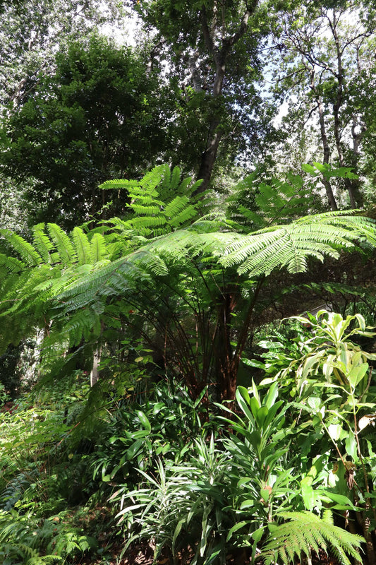Cyathea tomentosissima | Trädormbunke