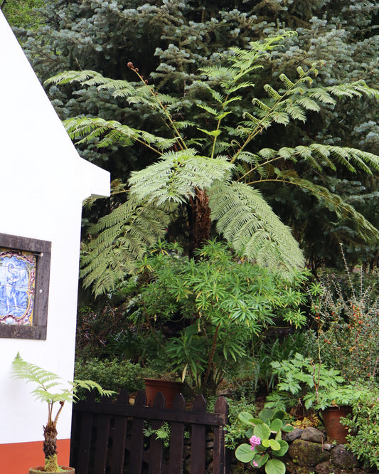 Cyathea tomentosissima | Trädormbunke