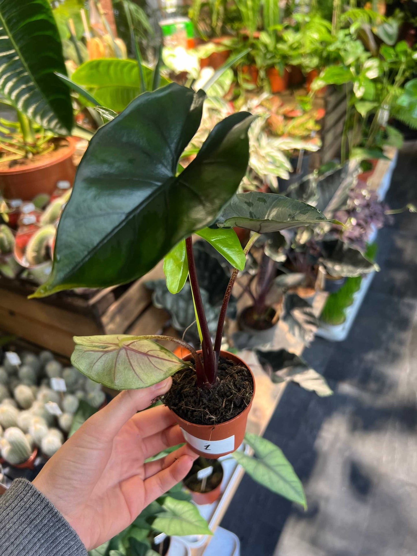 Alocasia Princeps Purple Cloak exempelväxt i 7cm kruka
