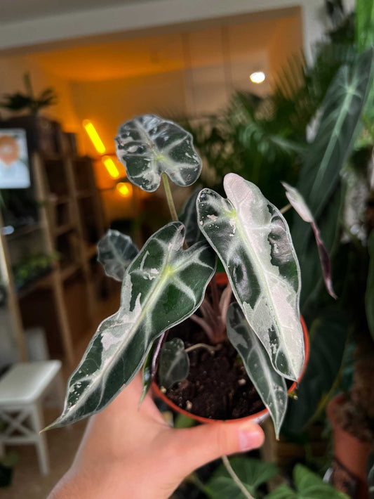 Alocasia bambino pink variegata