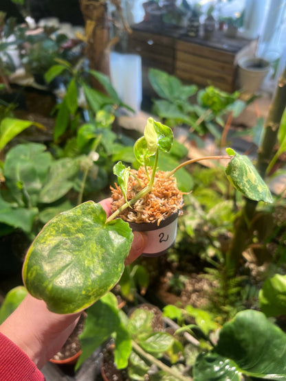 Philodendron burle-marxii albo variegata