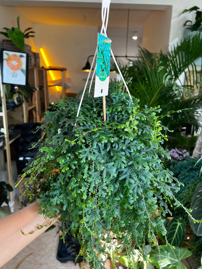 Selaginella uncinata 'Blå mossa'