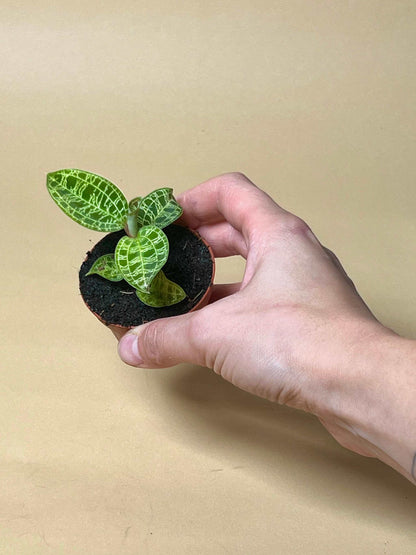 Macodes petola 'jewel orchid'