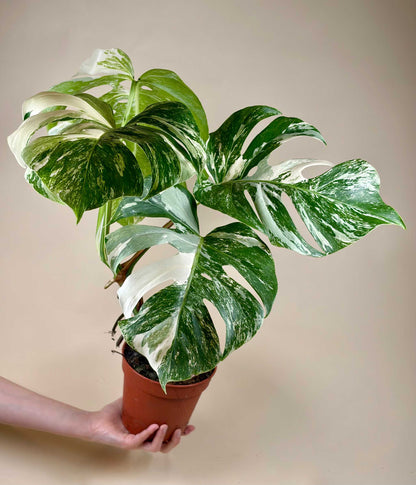 Monstera Albo Variegata