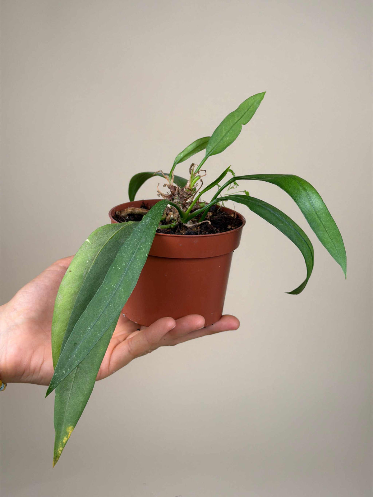 Anthurium vittariifolium
