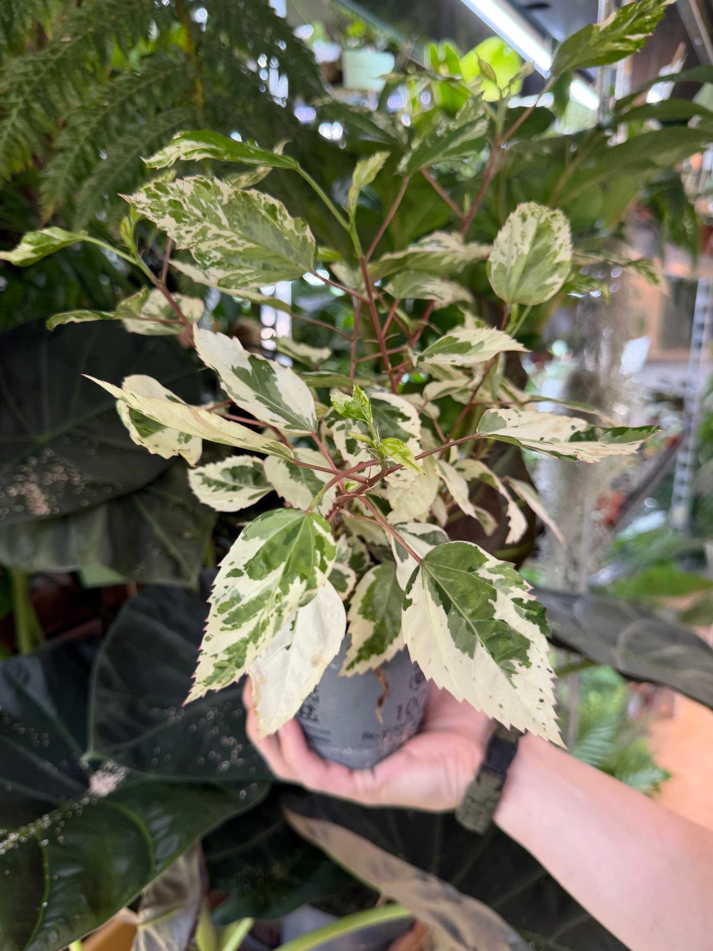 Hibiscus × rosa-sinensis 'variegata'