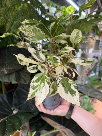 Hibiscus × rosa-sinensis 'variegata'