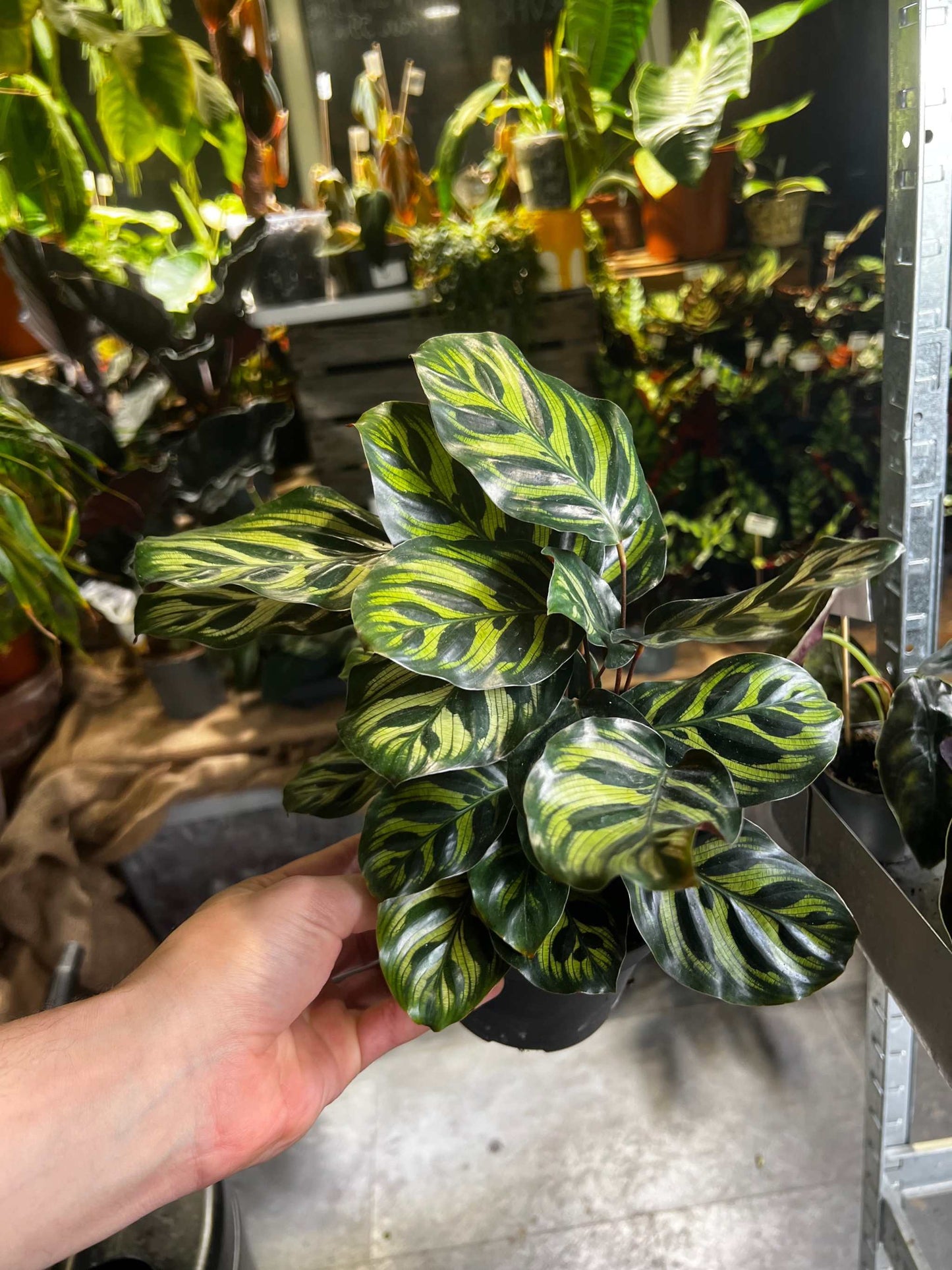 Calathea makoyana ' Påfågelsblad'