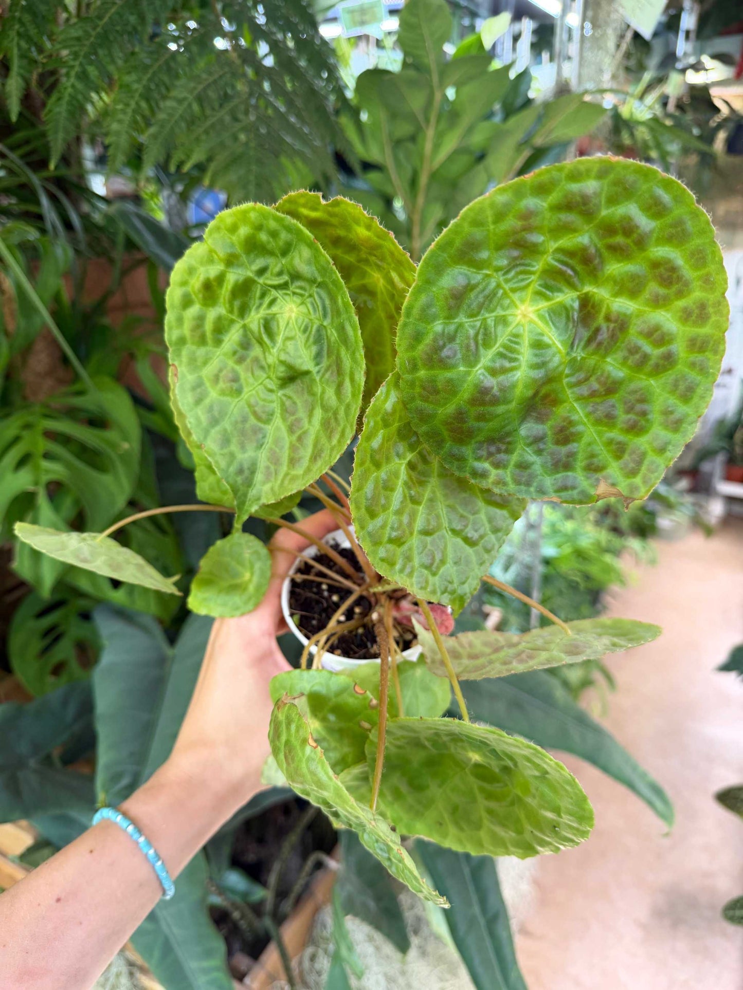 Begonia phuthoensis