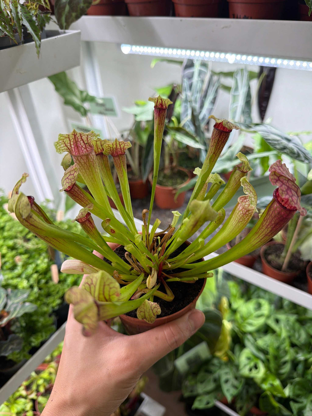 Sarracenia ‚Fiona’