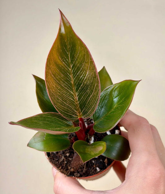 Philodendron Pink Bikini