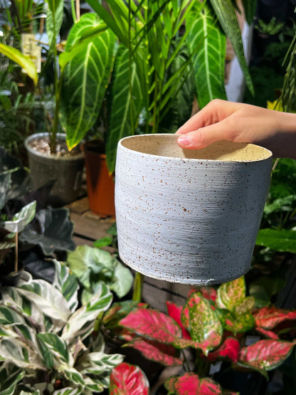 Pot Freckles | 14 cm