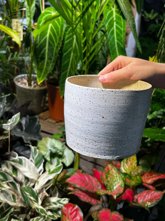 Pot Freckles | 14 cm