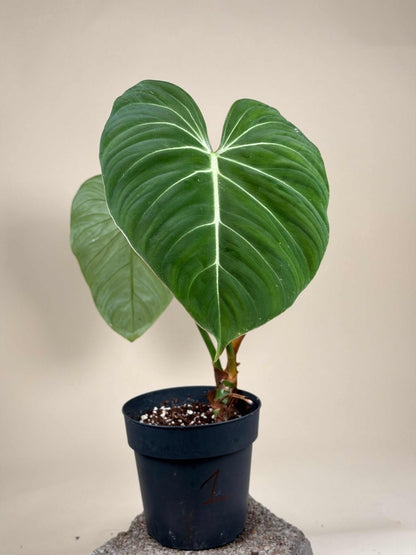 Philodendron gloriosum