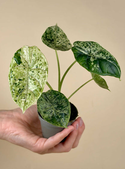 Alocasia Dragon Scale Mint Variegata