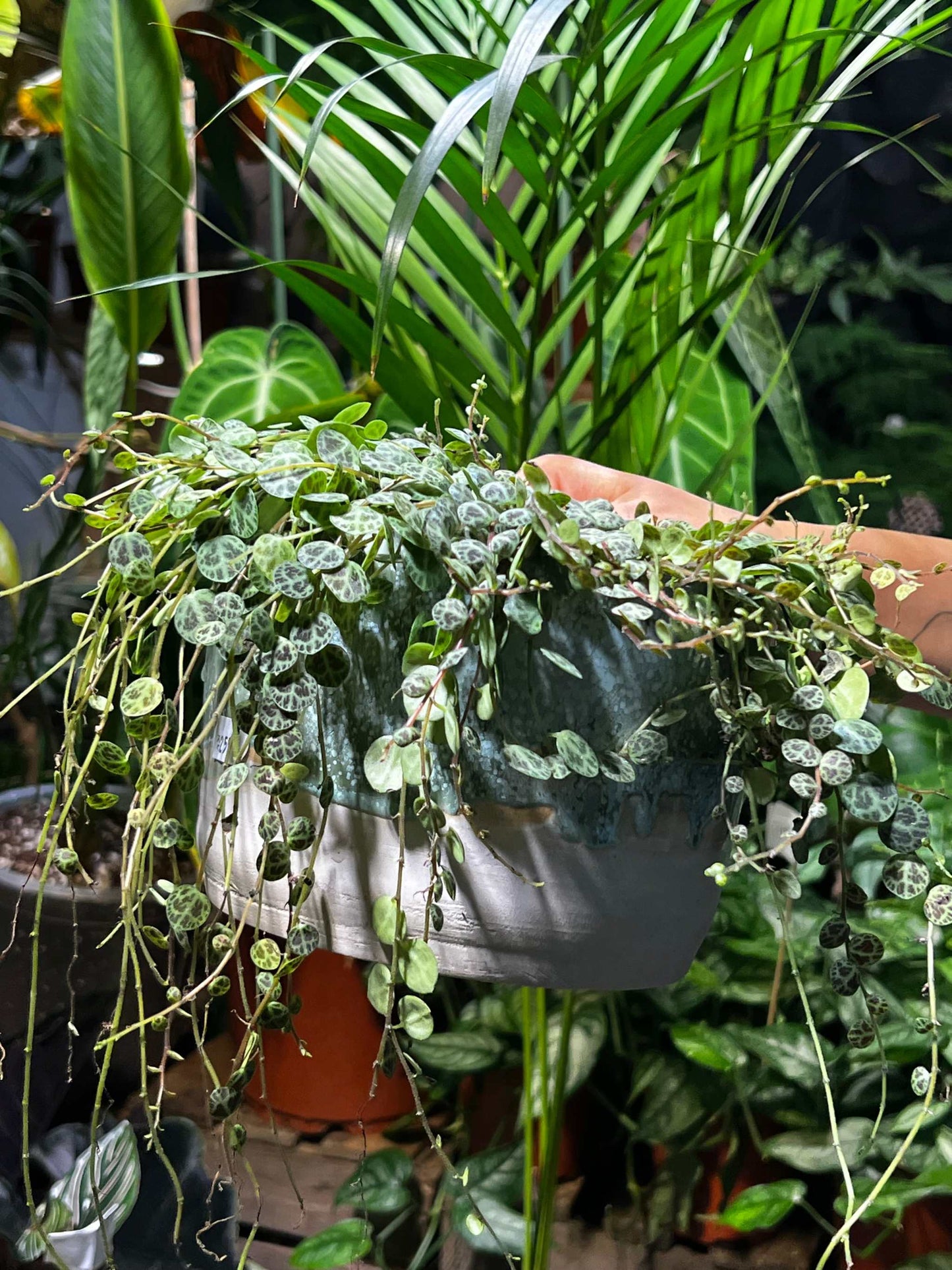 Cucumber d'Azur | 14 cm