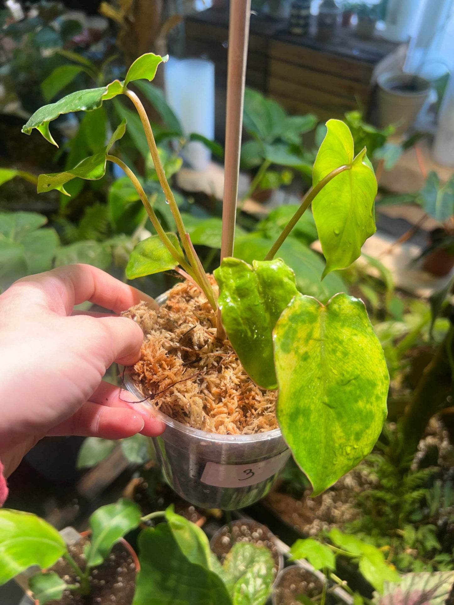 Philodendron burle-marxii albo variegata