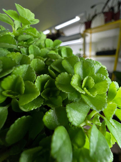 Pilea depressa