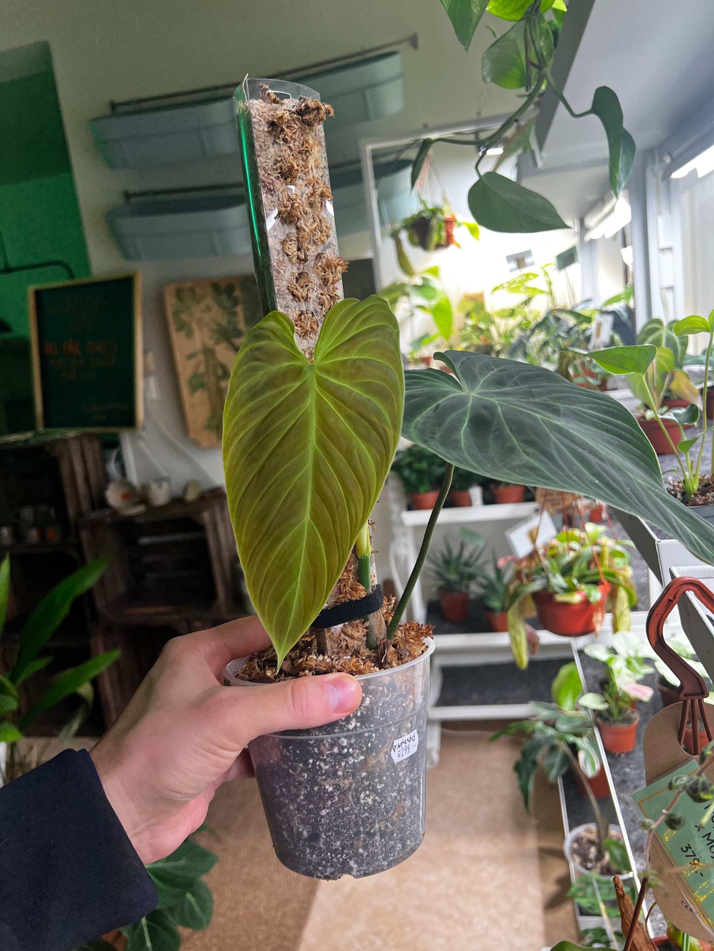 Philodendron splendid (verrucosum x melanochrysum)