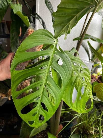 Monstera sp. 'Esqueleto' (epipremnoides)