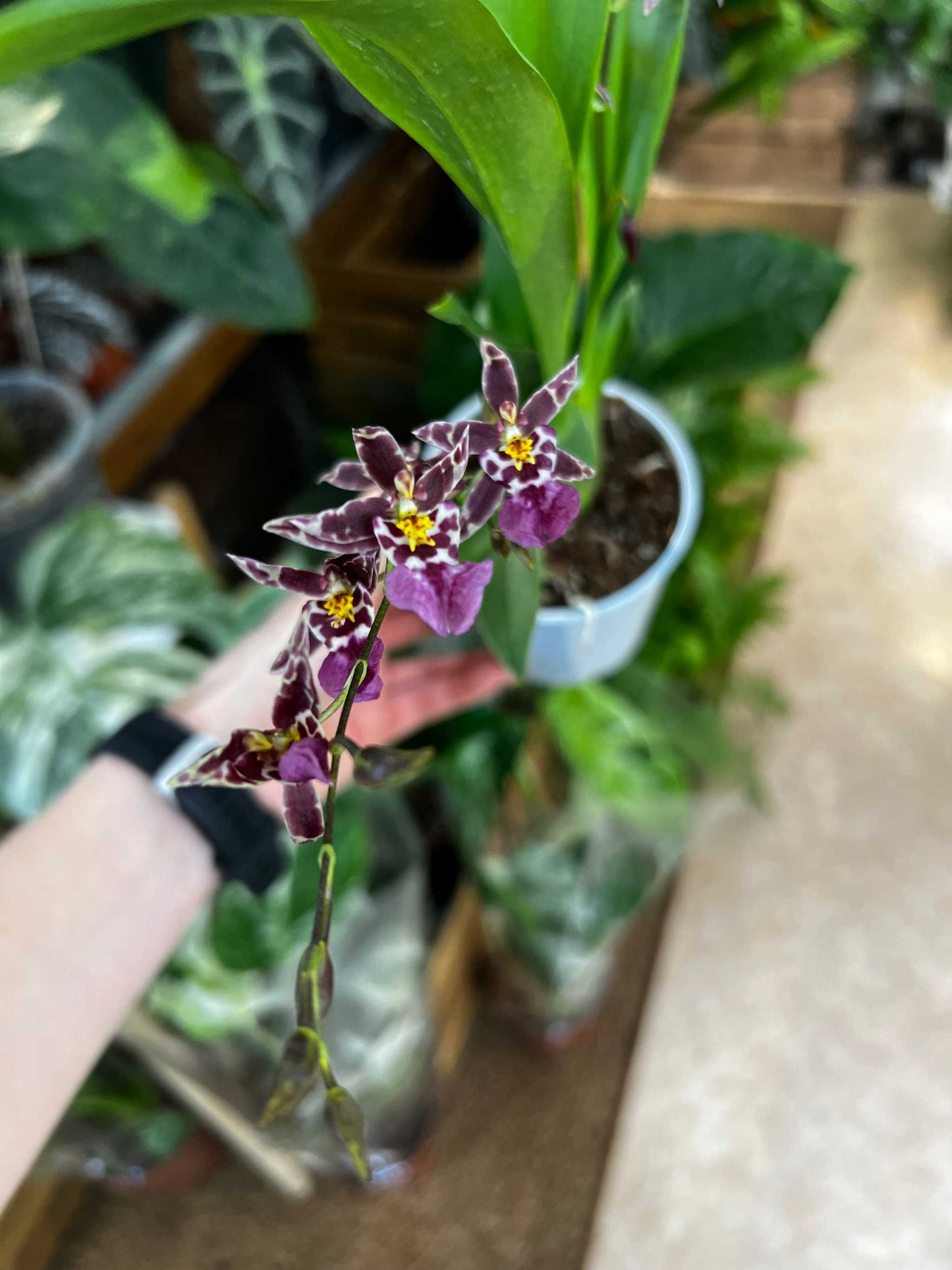 Oncidium Orchidee