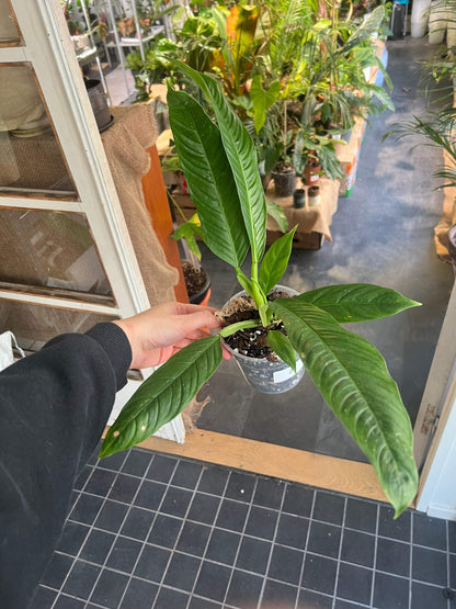 Philodendron Campii
