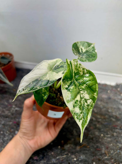 Alocasia dragon scale albo variegata